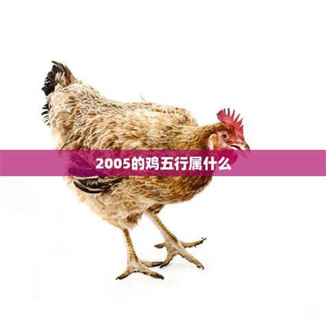 2005年属什么|2005属鸡五行属什么命 2005属鸡五行属什么命缺什么